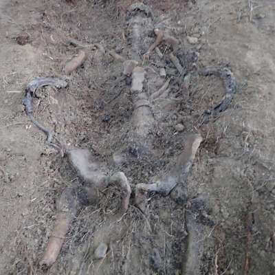 W Korytach odnaleziono masowy grób