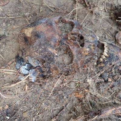 W Korytach odnaleziono masowy grób