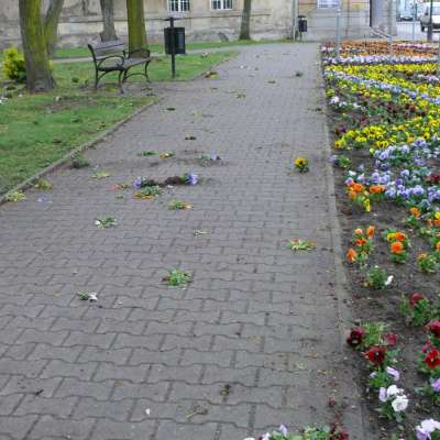 Zrobiły rzeź kwietników