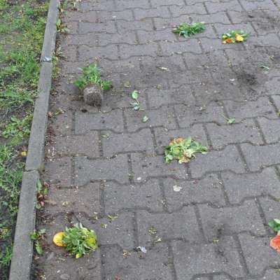 Zrobiły rzeź kwietników