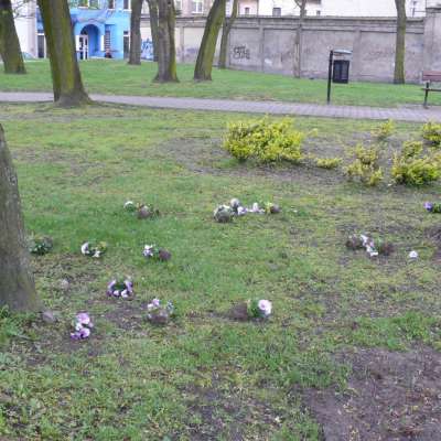 Zrobiły rzeź kwietników