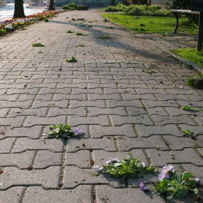 Zrobiły rzeź kwietników