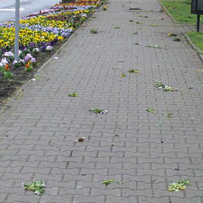 Zrobiły rzeź kwietników